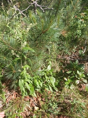 Koenigia tripterocarpa