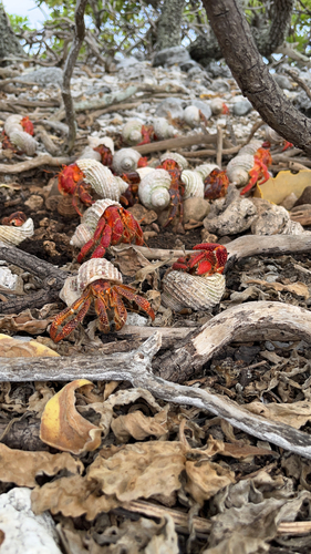Strawberry Hermit Crab