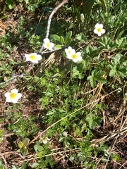 Sieversia pusilla