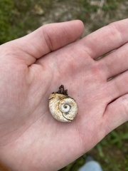 Planorbella trivolvis