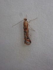 Ancylosis cinnamomella