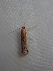 Ancylosis cinnamomella