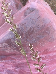 Beckmannia eruciformis