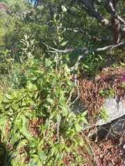 Koenigia tripterocarpa