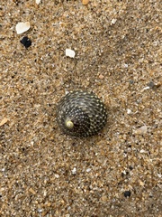 Chlorodiloma adelaidae