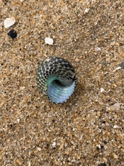 Chlorodiloma adelaidae