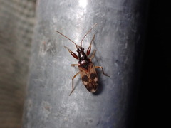 Pseudopamera nitidula