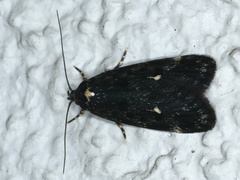 Barea codrella