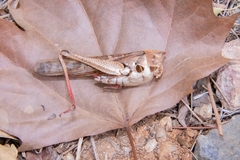 Gastrimargus marmoratus