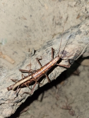 Anisomorpha ferruginea