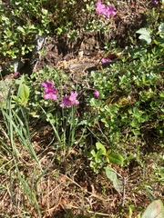 Rhododendron camtschaticum