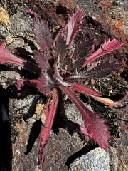 Micranthes petiolaris