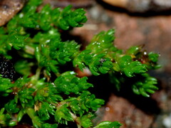 Crassula alata