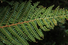 Polystichum orbiculatum