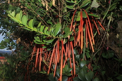 Aetanthus mutisii