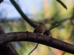 Troglodytes aedon brunneicollis
