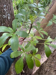 Pseudopanax lessonii