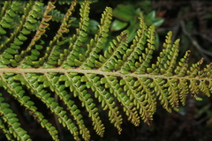 Polystichum orbiculatum