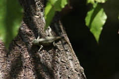 Sceloporus grammicus