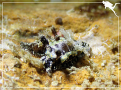 Goniodoris joubini