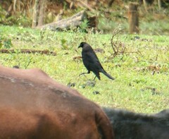 Molothrus oryzivorus