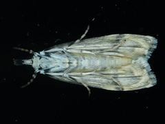Barea codrella