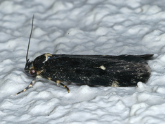 Barea codrella