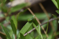 Diabrotica balteata