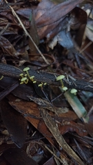Mycena chusqueophila