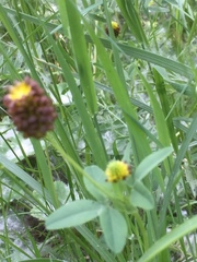 Trifolium spadiceum