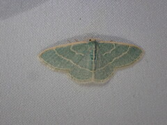 Chlorochlamys appellaria