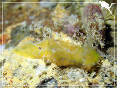 Plocamopherus pecoso