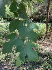 Vitis mustangensis