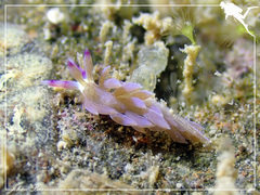 Pteraeolidia semperi