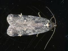 Barea codrella