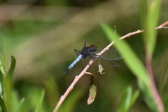 Erythrodiplax basifusca