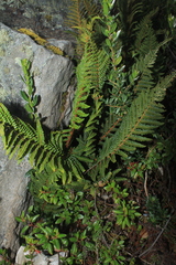 Polystichum orbiculatum