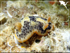 Chromodoris