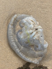 Catostylus mosaicus