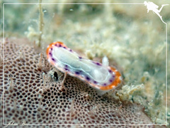 Goniobranchus setoensis