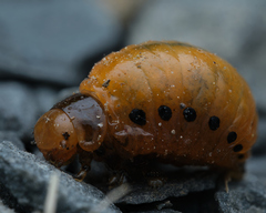 Doryphorina