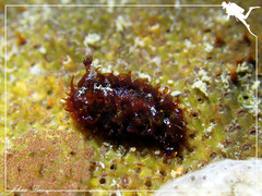 Madrella ferruginosa