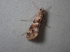 Noctueliopsis