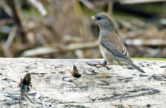 Junco hyemalis cismontanus