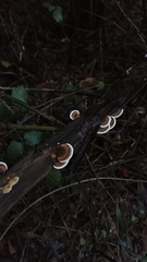 Trametes versicolor