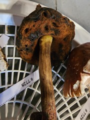 Neoboletus