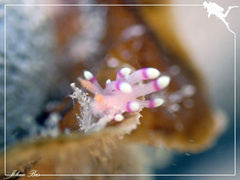 Coryphellina exoptata