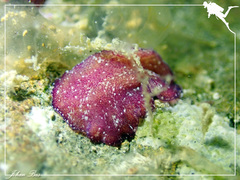 Pseudoceros cruentus