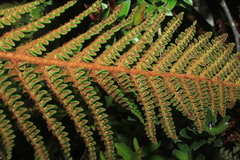 Polystichum orbiculatum