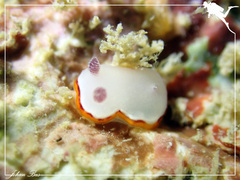Goniobranchus rubrocornutus